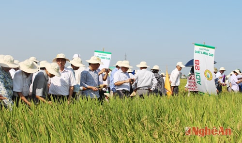 Khảo nghiệm giông lúa chất lượng cao trong vụ xuân 2015 tại xã Diễn Liên, Diễn Châu