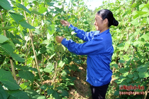 Chị Đào Thị Giang, một thành viên của HTX chia sẻ: “Việc liên kết trong làm ăn giúp bà con quy hoạch vùng trồng, tiếp cận khoa học kỹ thuật và tiêu thụ sản phẩm dễ dàng hơn. Chỉ tính riêng làm giống rau vụ đông, nếu thắng lợi, khoảng gần 1 tháng sẽ cho thu nhập trên 6 triệu đồng mỗi sào. Đặc biệt, có giống cải Hà Nội cũng đang tiến hành trồng trong 2 năm nay bởi sản lượng và giá trị đạt cao. Giống này chỉ trồng khoảng 1,5 tháng là có bán, đạt bình quân gần 7 triệu đồng/sào”.