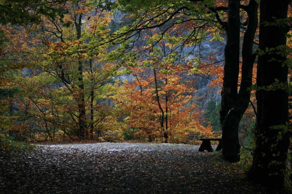 Khu rừng tại thung lũng Kvacianska Dolina, Slovakia trong thời khắc giao mùa.