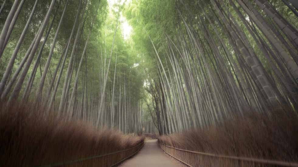 Rừng tre tại công viên Arashiyama, Nhật Bản là điểm đến quen thuộc của các nhiếp ảnh gia.