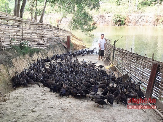 Mô hình thí điểm nuôi vịt trời của gia đình ông Nguyễn Hữu Tuyên xóm bãi Đá xã Phúc Sơn