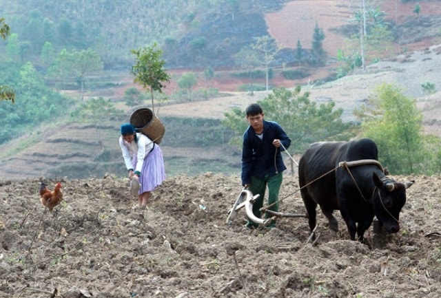 Tăng gia sản xuất phát triển kinh tế hộ gia đình.