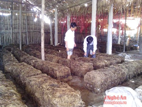 Trung tâm Khuyến nông tỉnh chuyển giao kỹ thuật trồng nấm rơm cho nông dân Phúc Thành (Yên Thành).