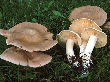 Nấm Entoloma sinuatum:  Có mũ nấm hình nón; cuống nấm hình trụ; thịt nấm dày. Đây là loại nấm cực độc, thường mọc trên đất rừng, ven rừng vào cuối mùa xuân đến đầu mùa thu.