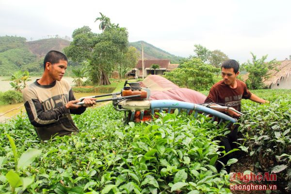 Người dân thu hoạch chè trên khu vực đảo chè.