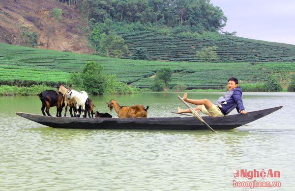 Đưa đàn dê ra chăn nuôi trên đảo chè.