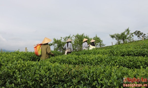 Từ sáng sớm, những người hái chè thuê lại kéo nhau lên các đồi che để bắt đầu công việc của mình. Thông thường công việc bắt đầu từ lúc 5 h sáng và kết thúc lúc gần trưa. Hái được càng nhiều thì số tiền kiếm về cũng càng lớn