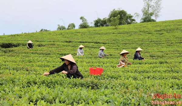 Công việc hái chè đòi hỏi phải khéo léo, dẻo dai do vậy mà đa phần những người hái chè thuê đều là phụ nữ.