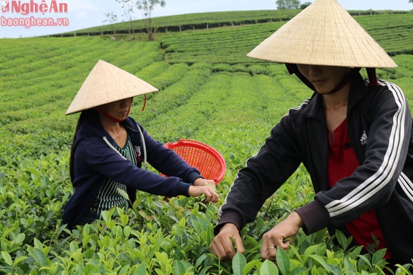 Có kinh nghiệm nhiều năm trong việc hái chè thuê chị Nguyễn Thị Giang xóm 4 cho biết: Hái chè bằng tay cũng lắm công phu, phải hái đúng 1 tôm hai lá, nếu hái không đúng sẽ bị người mua chê và sẽ trả tiền thấp. Công việc hái chè cũng không quá vất vả nhưng cần sự khéo léo và dẻo dai để có thể đứng hàng giờ mà không mệt mỏi. Trung bình mỗi ngày chị Giang có thể hái được 20 – 25kg chè búp, với giá 7 nghìn đồng/kg chị cũng thu được một khoản tiền kha khá.