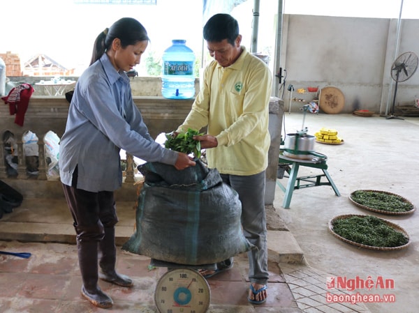 Ông Hoàng Đình Mỹ chủ tịch UBND xã Hùng Sơn cho biết: Là địa phương có vùng chè rộng lớn gần 500 ha, do vậy cần một lực lượng lớn để thu hái chè. Chè chế biến thủ công chất lượng cao đòi hỏi phải thu hái bằng tay, còn chè công nghiệp được hái bằng máy. Việc phát triển vùng chè nguyên liệu đã giúp địa phương mỗi năm giải quyết việc làm từ 150-200 lao động. (Trong ảnh: Sau khi hái chè xong, những người hái chè thuê sẽ mang về nhập cho cơ sở chế biến và được trả tiền tươi)