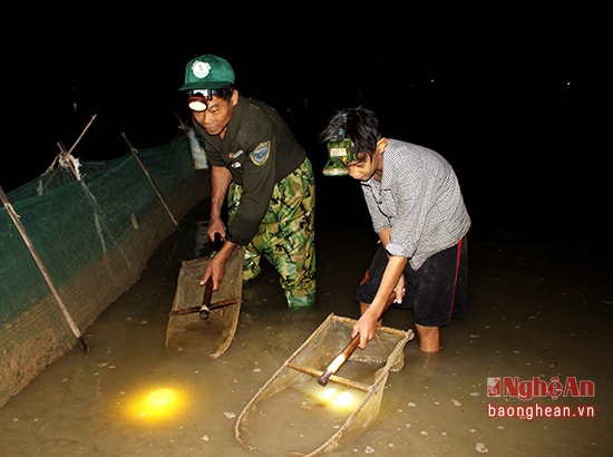 7.Nếu ruộng nhà nào không có bờ ngăn thì phải đội đèn pin, cầm vợt đi vớt rươi trên ruộng, cách này tốn công nhất. Công việc bắt rươi không chỉ phải thức đêm, mà phần lớn phải làm trong mưa dầm, gió rét