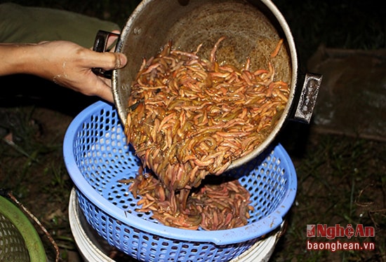 Sau đó, rươi được đổ vào 1 cái rổ nhựa thưa, để cho rươi tự chui xuống xô, loại bỏ rác bẩn