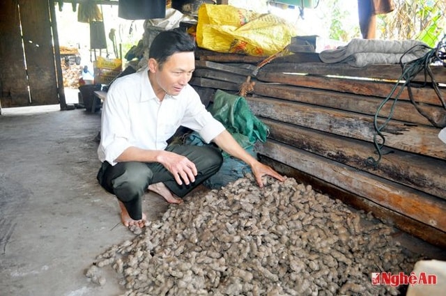 Gừng là sản phẩm có thế mạnh của Kỳ Sơn.