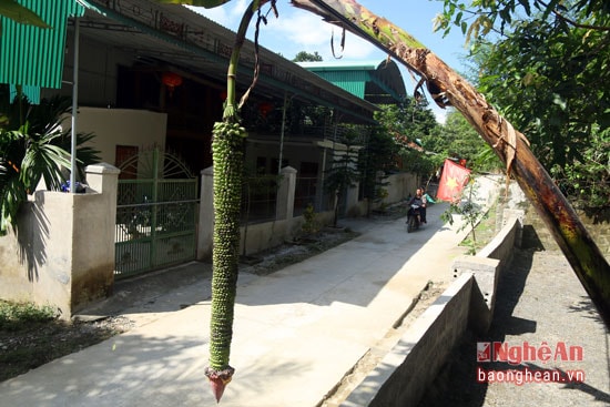 Người dân bản Vẽ (Yên Na - Tương Dương) lâu nay lấy làm lạ bởi cây chuối của gia đình ông Vi Văn Quý. Cây chuối này cho buồng dài hơn 2m, chi chít những quả nhỏ bằng ngón chân cái.