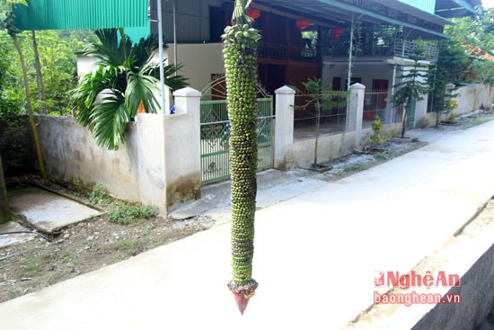 Chưa ai đếm được số nải trên buồng chuối này vì quả mọc chi chít, ước tính có đến hàng nghìn quả.