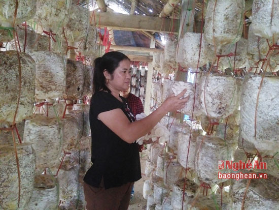Khoảng 1 tháng nay, gia đình chị Nguyễn Thị Hoa ở thôn 3 xã Đỉnh Sơn hối hả vào vụ sản xuất nấm phục vụ thị trường Tết. Vườn nấm 420 m2 với 8.000 bịch nấm sò và mộc nhĩ ngày ngày được chăm sóc tỉ mẩn.