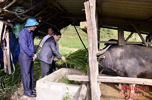 Chủ tịch UBND tỉnh đến kiểm tra trực tiếp mô hình nuôi trâu, bò vỗ béo tại xã Mường Lống, Kỳ Sơn.