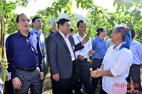 Chủ tịch UBND tỉnh Nguyễn Xuân Đường trao đổi với chị Vừ Tòng Po, một trong hai gia đình làm thí điểm mô hình chanh leo tại xã Mường Lống, Kỳ Sơn.