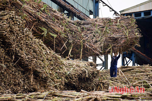 Vận chuyển mía vào sản xuất ở Công ty Cổ phần mía đường Sông Con