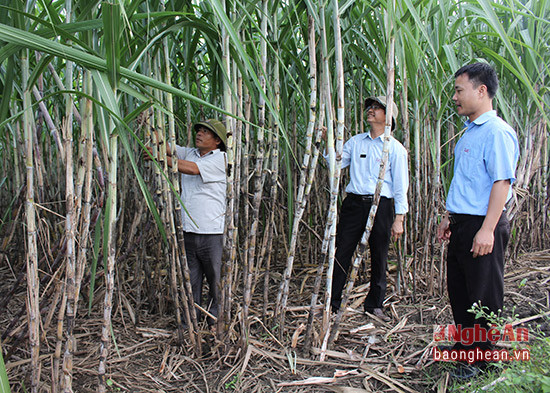 Mía Thái Lan trồng ở Tân Xuân - Tân Kỳ đạt 100 tấn/ ha. Ảnh: Xóm trưởng xóm Thanh Trà ông Trương Văn Thúy (người ngoài cùng bên trái) cùng nông vụ nhà máy đi kiểm tra mía.