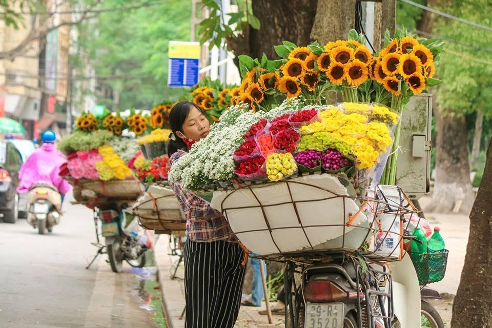 Hà Nội đẹp tinh khôi mùa hoa cúc họa mi.