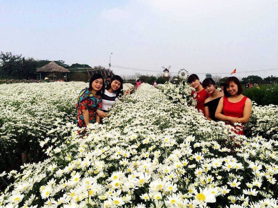 Cánh đồng cúc họa mi đang ngập trong sắc trắng khiến nhiều người thích thú.
