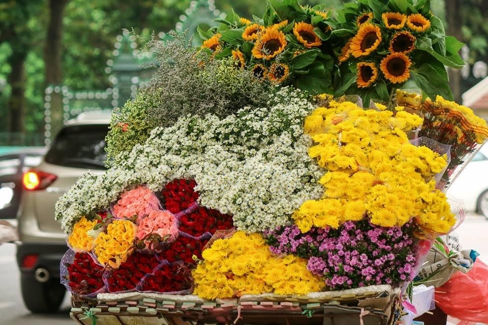 Cúc họa mi - loài 'hoa báo đông' của riêng Hà Nội.