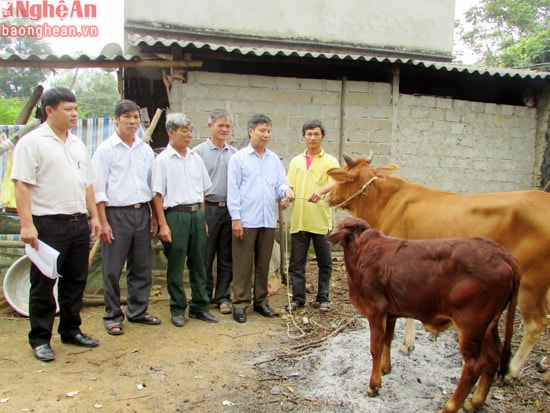 Trao bò cho các hộ nghèo ở Nghĩa Đàn.