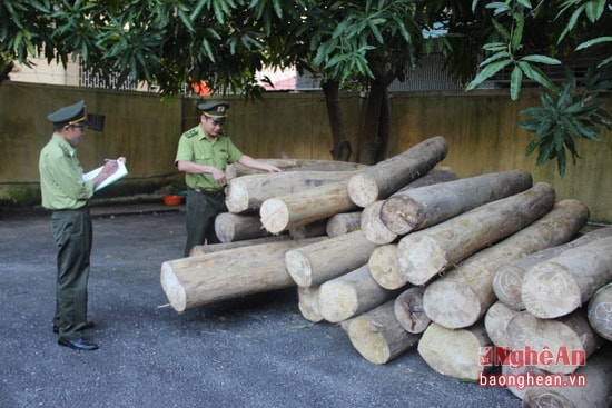 Hạt kiểm lâm TP Vinh đã tịch thu 5 m.