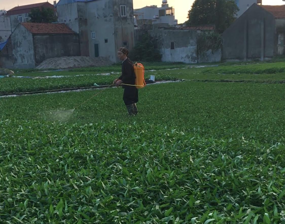 Tình trạng lạm dụng thuốc trừ sâu diễn ra phổ biến tại các vựa rau lớn nhỏ