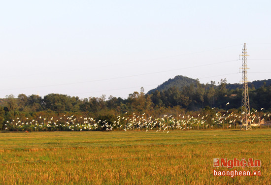  Cò trên đồng ruộng ở xã Hòa Sơn (Đô Lương).