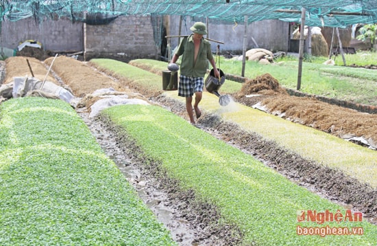 Làm rau trong nhà lưới ở xã Hưng Đông, TP Vinh