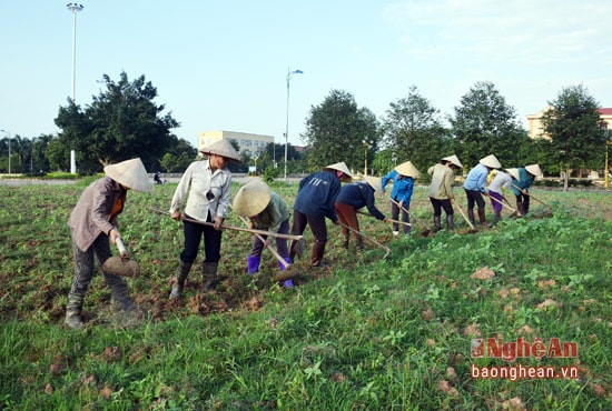 Là năm đầu tỉnh Nghệ An tổ chức lễ hội hoa hướng dương tại huyện Nghĩa Đàn, nên huyện Nghĩa Đàn tận dụng những mảnh đất trống để trồng hoa hướng dương. Trong ảnh, nhân công chăm sóc vườn hoa hướng dương trước sân vườn của trụ sở UBND huyện Nghĩa Đàn.