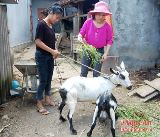 Bà Tăng Thị Hồng Nhung - Chủ tịch MTTQ thị trấn (áo hồng) trao cặp dê giống cho gia đình chị Trần Thị Quý, khối 1, thị trấn Tân Kỳ.