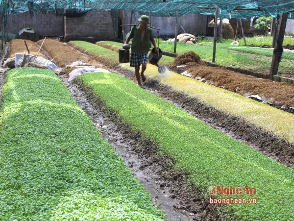 Sản xuất rau vụ đông trong nhà lưới ở huyện Hưng Nguyên.