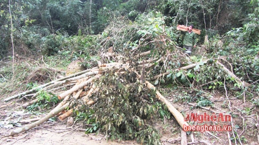 Làm nghèo rừng, tiến tới phá rừng để trồng keo là hiện tượng phổ biến ở huyện Quỳ Châu thời gian trước đây.