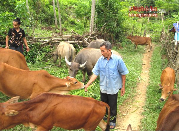 Các hộ chăn nuôi gia súc ở Kỳ Sơn đã bắt đầu đưa trâu bò về nuôi nhốt ở nhà để phòng chống rét
