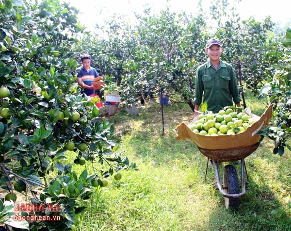 Nông dân xã Nghĩa Hồng (Nghĩa Đàn) thu hoạch cam. Ảnh: Thái Trường