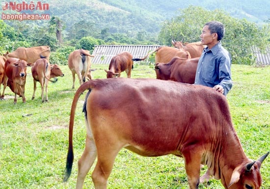 Gia đình ông Thành ở xã Thanh Thủy mỗi năm thu 1 tỷ đồng từ nuôi bò hàng hóa.