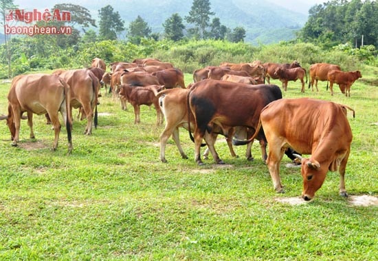 Đàn bò vàng ở Thanh Chương được chú trọng nâng cao sản lượng thịt phục vụ thị trường.