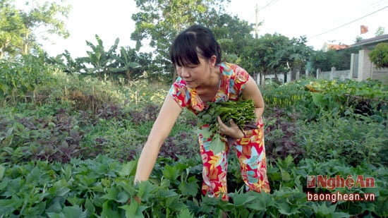 Trồng khoai lang thu lá, ngọn bán rau sạch được nông dân Nghi Lộc phát triển cung cấp cho thị trường TP Vinh và các huyện lân cận.