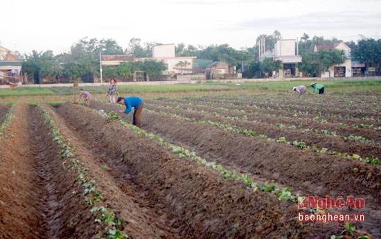 Hiện nay, ở Nghi Lộc có trên 110 ha khoai lang, trong đó 50% diện tích trồng lấy lá, ngọn làm rau sạch.