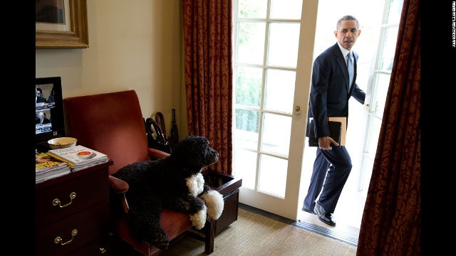 Bo, một trong những chú chó của nhà Obama, nằm chơi phía ngoài Phòng Bầu dục khi chủ nhân bắt đầu ngày làm việc 6/11/2013. Nhiếp ảnh gia Nhà Trắng Pete Souza nói: “Mỗi sáng, Tổng thống luôn bước vào từ cách cửa này thay vì trực tiếp từ cánh cửa phía ngoài dẫn vào Phòng Bầu dục”.