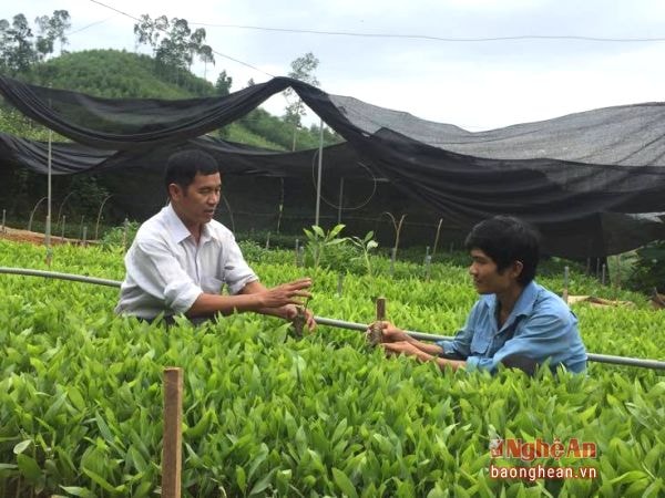 Bí thư chi bộ Trần Văn Thu, xóm 7, xã Tân Hương (Tân Kỳ) hướng dẫn người dân ươm keo giống.