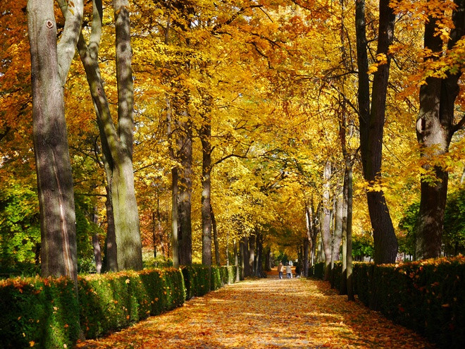 Lê Vũ Hà hiện là nghiên cứu sinh đang sống và học tập ở Berlin. Anh chia sẻ, người Đức không muốn thủ đô của mình chật chội với những tòa nhà chọc trời hiện đại. Thay vào đó, Berlin có hẳn một rừng cây 20 hecta ở ngay trung tâm (Tiergarten) như lá phổi xanh của thành phố và các khu dân cư luôn nằm xen kẽ với các công viên.