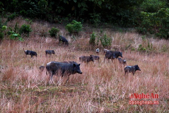 Trên diện tích rừng 298 ha được giao khoán, năm 2012 ông Nguyễn Xuân Thành (xóm Hùng Thịnh - xã Phú Sơn - Tân Kỳ) lấy giống lợn rừng thế hệ F1 tại miền Bắc đem về thả hoang. Qua 4 năm, hiện đàn lợn của ông Thành đã lên đến hàng trăm con, mỗi năm cho thu nhập lãi ròng hơn  trăm triệu đồng.