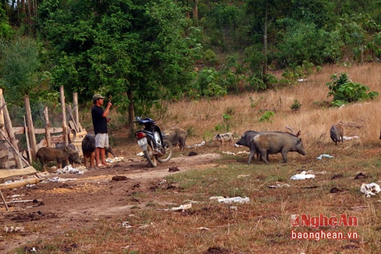 Do đặc tính hoang dã nên khi thả đàn lợn vào môi trường tự nhiên sẽ khiến thịt thơm ngon hơn và được khách hàng ưa chuộng. Tuy nhiên, do khu vực rừng rộng lớn nên việc kiểm đếm số lợn rất khó khăn. Mỗi lần bán với số lượng lớn ông đều phải thuê người đặt bẫy hoặc lùa về khu vực được khoanh nuôi để dễ bắt.