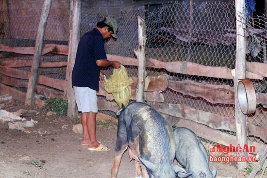 Trong khu vực chuồng, ông rào lưới B40, thả ngô hạt làm thức ăn cho lợn.