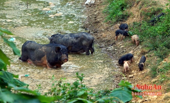 Có những đàn lợn sinh sống và đẻ con trong rừng thỉnh thoảng xuống khu vực ao hồ uống nước.