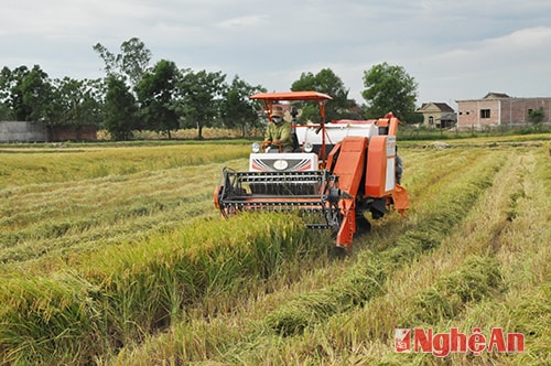 Sử dụng máy gặt đập liên hợp tại Nam Cát